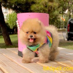 Pomeranian Boo Teddy Bear Yavrular  Anne Baba Secereli Belgelidir 3