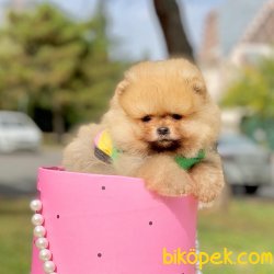 Pomeranian Boo Teddy Bear Yavrular  Anne Baba Secereli Belgelidir 4