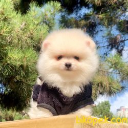 Pomeranian Boo Teddy Bear Yavrular Ayicik Suratlı Ufak Boyutta 2