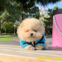 Pomeranian Boo Teddy Bear Yavrular  Safkan Ayiciklar 5