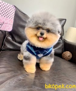 Pomeranian Boo Teddy Bear Yavrularımız 5