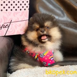 Pomeranian Boo Teddy Bear Yavrularımız 3