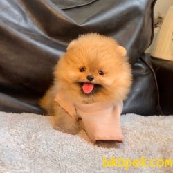 Pomeranian Boo Teddy Bear Yavrularımız 1