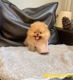 Pomeranian Boo Teddy Bear Yavrularımız 4