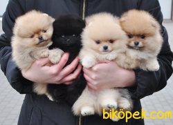 Pomeranian Boo Teddy Bear Yavrularımız 3