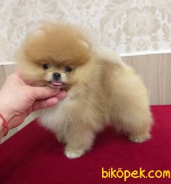 Pomeranian Boo Teddy Bear Yavrularımız 4