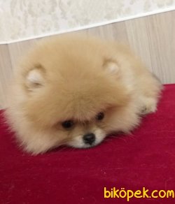 Pomeranian Boo Teddy Bear Yavrularımız 2