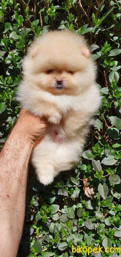 Pomeranian Boo Teddy Bear Yavrularımız 1