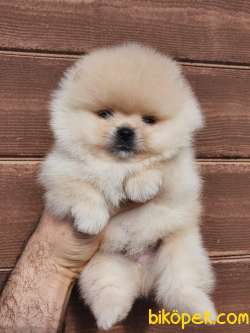 Pomeranian Boo Teddy Bear Yavrularımız 3