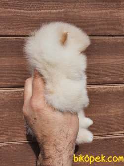 Pomeranian Boo Teddy Bear Yavrularımız 5