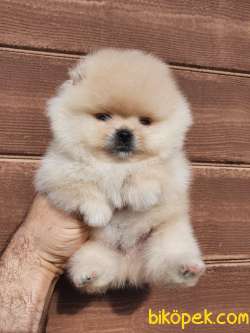 Pomeranian Boo Teddy Bear Yavrularımız 1