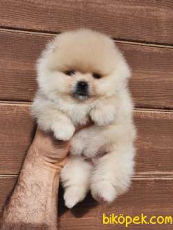 Pomeranian Boo Teddy Bear Yavrularımız 2