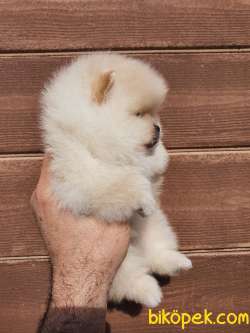 Pomeranian Boo Teddy Bear Yavrularımız 4