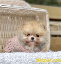 Pomeranian Boo Teddy Bear Yavrularımız 2