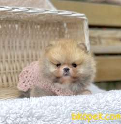 Pomeranian Boo Teddy Bear Yavrularımız 1