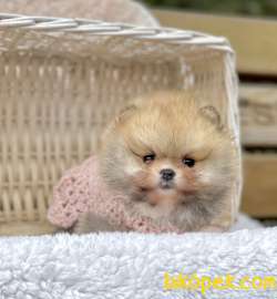 Pomeranian Boo Teddy Bear Yavrularımız 5