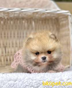 Pomeranian Boo Teddy Bear Yavrularımız 3