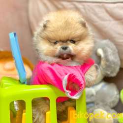 Pomeranian Boo Teddy Bear Yavrularımız 1
