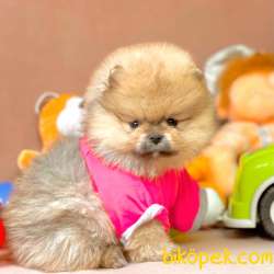 Pomeranian Boo Teddy Bear Yavrularımız 4
