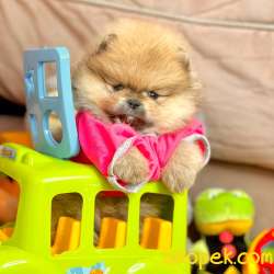 Pomeranian Boo Teddy Bear Yavrularımız 3