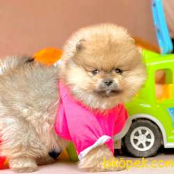 Pomeranian Boo Teddy Bear Yavrularımız 2
