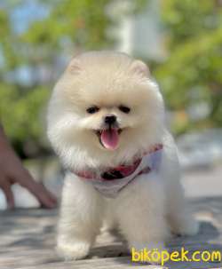 Pomeranian Boo Teddy Bear Yavrularımız 1