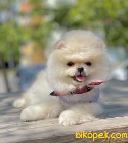 Pomeranian Boo Teddy Bear Yavrularımız 4