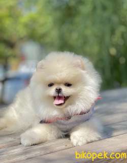 Pomeranian Boo Teddy Bear Yavrularımız 2