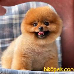 Pomeranian Boo Teddy Bear Yavrularımız 2