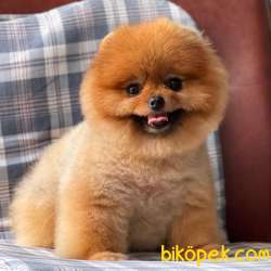 Pomeranian Boo Teddy Bear Yavrularımız 1