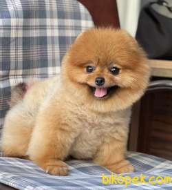 Pomeranian Boo Teddy Bear Yavrularımız 3