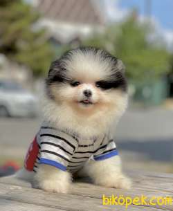Pomeranian Boo Teddy Bear Yavrularımız 2