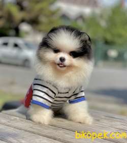 Pomeranian Boo Teddy Bear Yavrularımız 5