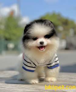 Pomeranian Boo Teddy Bear Yavrularımız 1