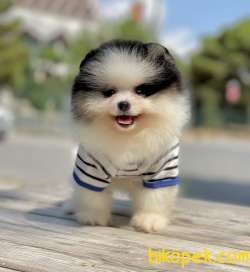 Pomeranian Boo Teddy Bear Yavrularımız 3