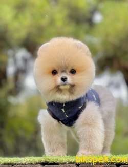 Pomeranian Boo Teddy Bear Yavrularımız 3