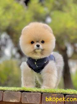 Pomeranian Boo Teddy Bear Yavrularımız 5