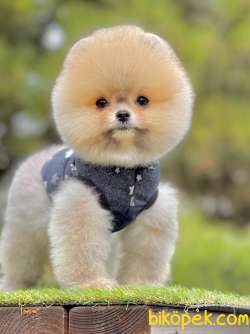 Pomeranian Boo Teddy Bear Yavrularımız 1