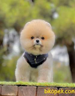 Pomeranian Boo Teddy Bear Yavrularımız 2