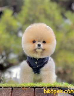 Pomeranian Boo Teddy Bear Yavrularımız 4