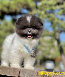 Pomeranian Boo Teddy Bear Yavrularımız 5