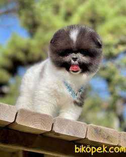 Pomeranian Boo Teddy Bear Yavrularımız 4