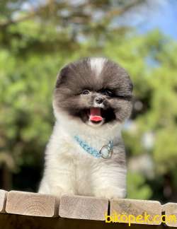 Pomeranian Boo Teddy Bear Yavrularımız 1