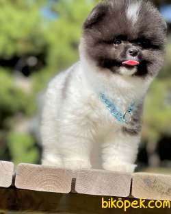 Pomeranian Boo Teddy Bear Yavrularımız 2