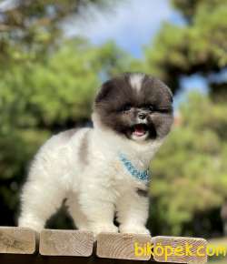 Pomeranian Boo Teddy Bear Yavrularımız 3
