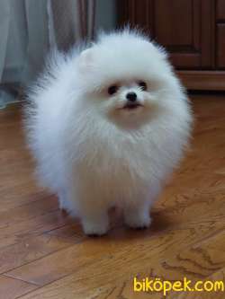 Pomeranian Boo Teddy Bear Yavrularımız 3