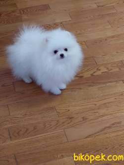 Pomeranian Boo Teddy Bear Yavrularımız 2
