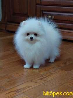 Pomeranian Boo Teddy Bear Yavrularımız 4