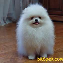 Pomeranian Boo Teddy Bear Yavrularımız 1