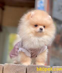Pomeranian Boo Teddy Bear Yavrularımız 2
